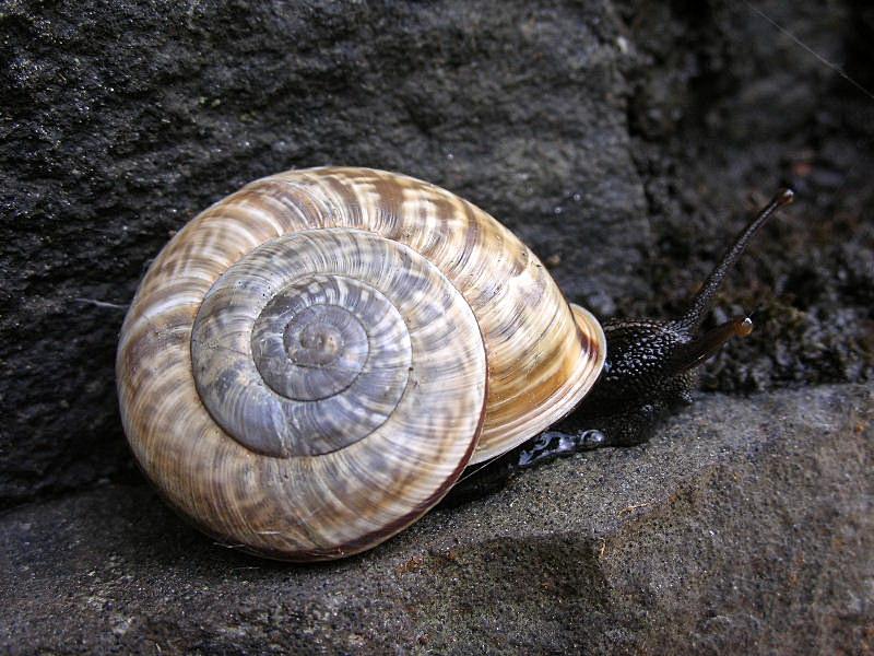 quale Chilostoma ?....Capovalle (BS)